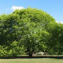 22/03/2019 - Comuni con più di 15.000 abitanti: obbligo di pubblicazione del bilancio arboreo