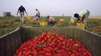 19/02/2020 - Mai più schiavi nei campi - Un nuovo progetto di contrasto al caporalato e al lavoro sommerso in agricoltura