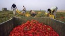 19/02/2020 - Mai più schiavi nei campi - Un nuovo progetto di contrasto al caporalato e al lavoro sommerso in agricoltura