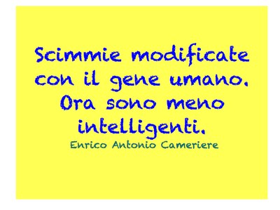 scimmie scimmie