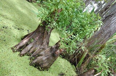 paludi della louisiana paludi della louisiana
